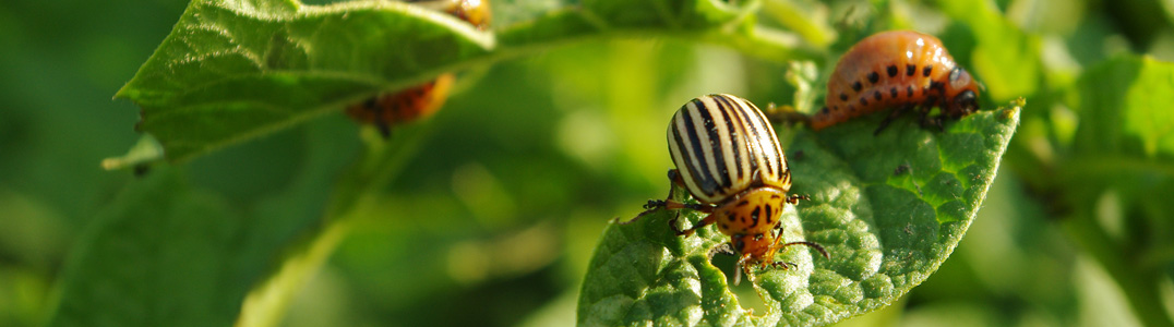 Insektitsidy