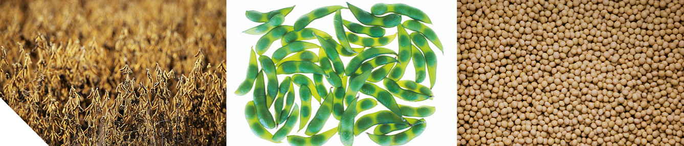 Крупы из бобовых культур. Схема подготовки бобовых к варке. Технология приготовления блюд из круп бобовых и макаронных изделий. Соя поле. Первичная обработка крупы таблица.