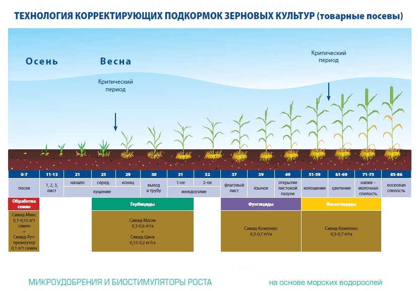 Укажите какая из следующих сельскохозяйственных культур