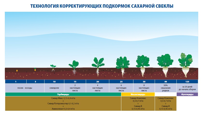 Свекла бордо схема посадки